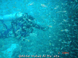 THIS photo taken in the sit of GOROGO 1 In gulf of aqaba by Abdel Wahab Al Ma`aita 